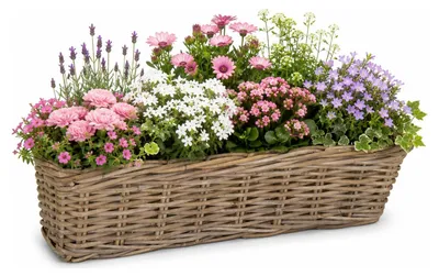Produktbild von Mega Collections Pflanzenkorb Levi - Rattan - 60 x 15 x 17 cm