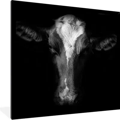Produktbild von MuchoWow® Gerahmtes Poster Kuh - Tiere - Schwarz 40x40 cm - Poster mit Schwarzem Bilderrahmen Wandposter Rahmen Foto Bilder - Mit Rahmen - Wanddekoration Schlafzimmer
