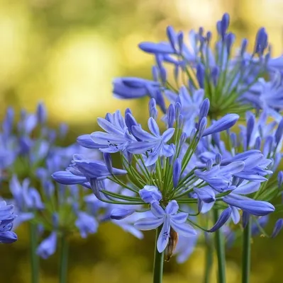 Obrázok produktu pre 6 x Agapanthus africanus 'Blue Giant'  | Kvetináč 9 cm x 9 cm