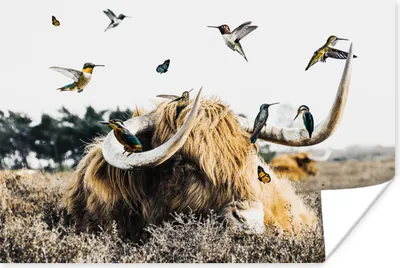 Produktbild von MuchoWow® Poster Schottisches Hochlandrind - Vogel - Heidekraut 60x40 cm - Schlafzimmerdekoration