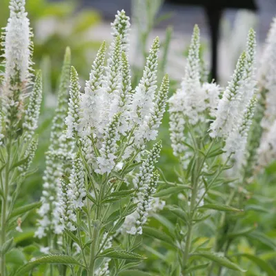 Produktbild von 6 x Ehrenpreis  - Veronica spicata 'Alba'  | Topf 9cm x 9cm