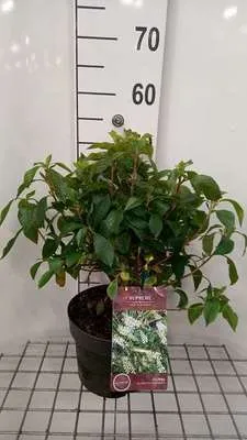 Image de Clethra aln. 'Hummingbird' - Faux conteneur 40- 60 cm