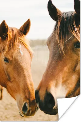 Produktbild von MuchoWow® Poster Pferd - Strand - Tiere 120x180 cm - Kunstposter