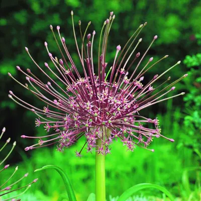 Obrázok produktu pre Pažítka - 10 x Allium Schubertii