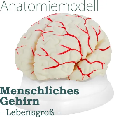 Produktbild von Anatómia model mozog mozog lebka ľudská anatómia model v životnej veľkosti ľudské telo anatomické ľudský mozog model ľudské modely MedMod