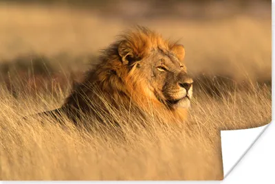 Produktbild von MuchoWow® Poster Wilde Tiere - Gras - Afrika 180x120 cm - Fotoplakat