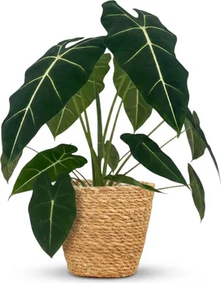 Produktbild von Green boutiQ - Zimmerpflanze - Elefantenohr - Alocasia Frydek - Grün - Pflegeleicht - 1 Pflanze - mit Korb - Topf 19cm - Höhe 60cm