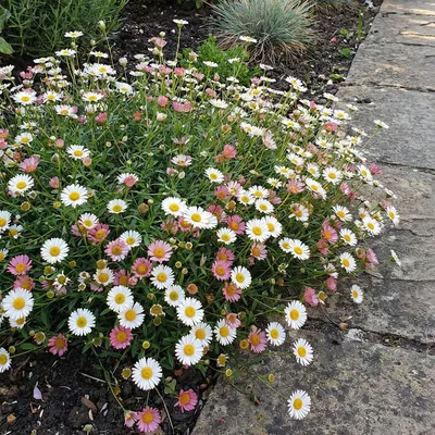 Produktbild von 6x Erigeron karvinskianus P9H20