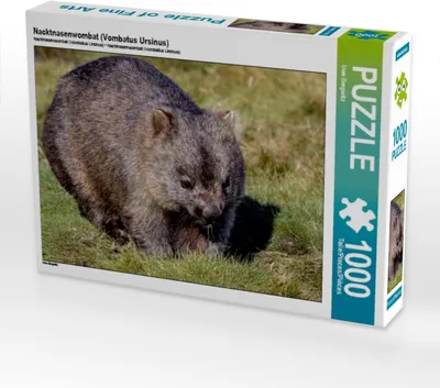 Produktbild von Calvendo Nacktnasenwombat (Vombatus Ursinus) 1000 Teile Puzzle quer 640x480mm, Bergwitz Uwe; 7387023