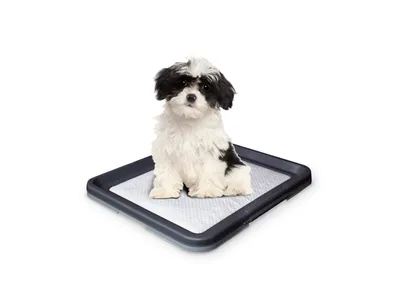 Produktbild von Nobby Doggy Trainer S 48 x 41 x 3.5 cm