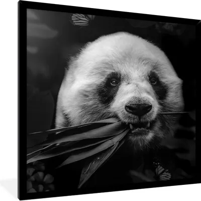Produktbild von MuchoWow® Gerahmtes Poster Tiere - Panda - Dschungel - Schwarz - Weiß 40x40 cm - Poster mit Schwarzem Bilderrahmen Wandposter Rahmen Foto Bilder - Mit Rahmen - Wanddekoration Schlafzimmer