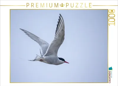 Produktbild von CALVENDO Puzzle Küstenseeschwalbe | 1000 Teile Lege-Größe 64x48cm Foto-Puzzle für glückliche Stunden