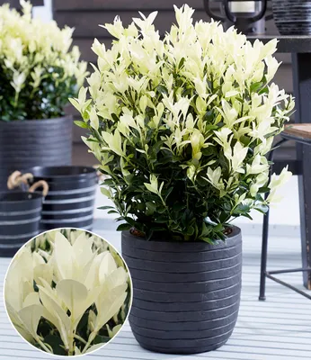 Produktbild von BALDUR Garten 1x Euonymus 'Himalaya', Pflanze im 2 Liter-Topf, weißer Neuaustrieb, immergrün, winterhart & mehrjährig, pflegeleicht, ideal für Beet & Kübel