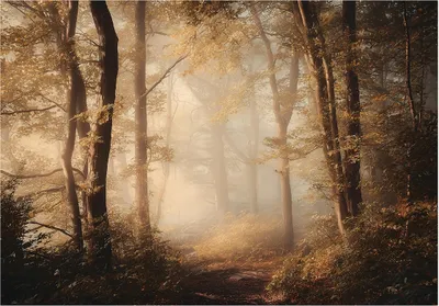 Produktbild von Fototapete Wald Bäume Natur - 350x250 cm - Vliestapete Wohnzimmer Schlafzimmer - Vlies Fototapete Braun - 16048VX7