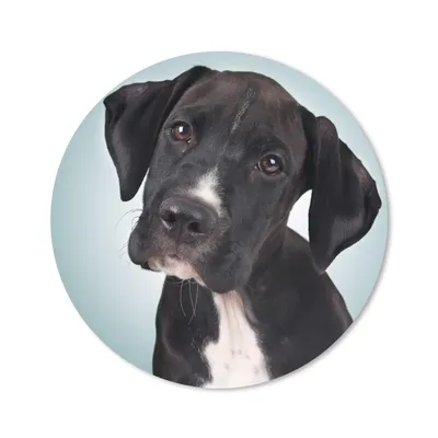 Produktbild von MuchoWow® Mauspad Mousepad Süßer schwarzer und weißer Hund 20x20 cm - Mousepads - Maus Mat - Pad - Mausunterlage - Schreibtischmatte