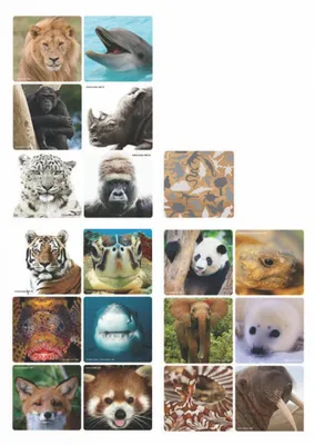 Zdjęcie produktu dla Gra memo WWF "Selfies" 36 elementów Słonie Pandy Tygrysy Zwierzęta Dobrostan zwierząt