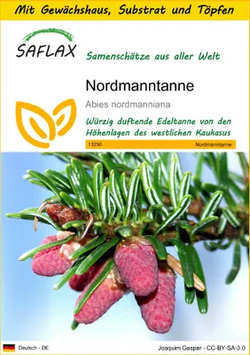 Produktbild von SAFLAX Anzucht Set - Nordmanntanne - Abies nordmanniana - 20 Samen - Mit Mini-Gewächshaus, Anzuchtsubstrat und 2 Töpfen