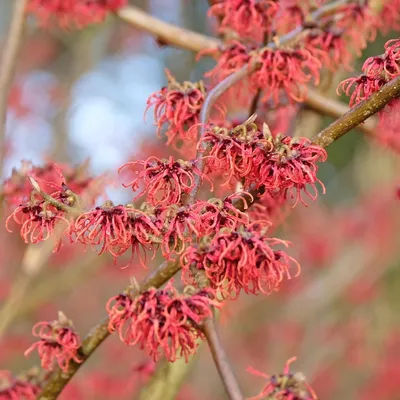 Image de Hamamelis x intermedia « Ruby Glow », hamamélis, pot de 2 litres