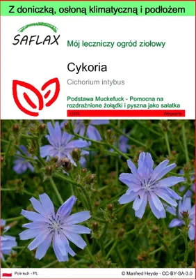 Zdjęcie produktu dla SAFLAX - Garden to go - Cykoria - 250 Nasiona - Z doniczką, pokrywą klimatyczną i podłożem do uprawy - Cichorium intybus