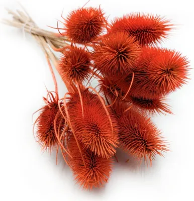 Produktbild von Distel - (Dipsacus) - Orange