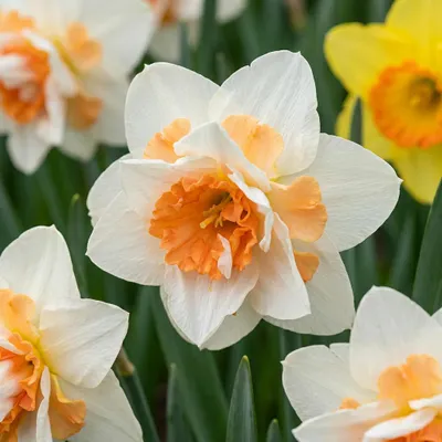 Image de Green boutiQ - Bloembollen - Narcis Replete - Kleur Wit en Oranje - 10 stuks - Bolmaat 10/12 - XXL Pack