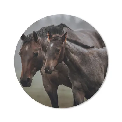 Produktbild von MuchoWow® Mauspad Mousepad Pferde - Nebel - Landschaft 50x50 cm - Mousepads - Maus Mat - Pad - Mausunterlage - Vinyl