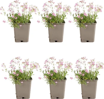 Zdjęcie produktu dla Bloomique - Zestaw 6 szt. - Gypsophila Repens Rosea - Łyszczec rozłogowy - Obficie kwitnący - Odporny na zimę - Bylina - 10-20 cm wysokości - doniczka 9 cm
