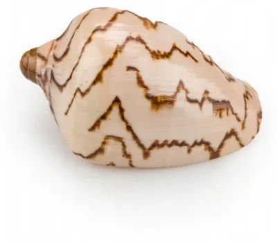 Produktbild von Aquarium Deko, Trochus Conus Natuerliche Schneckenschale 10 cm