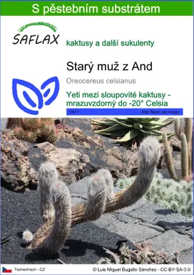 Obrázek produktu pro SAFLAX - Starý muž z And - Oreocereus celsianus - 40 Semena - S pěstebním substrátem bez klíčků