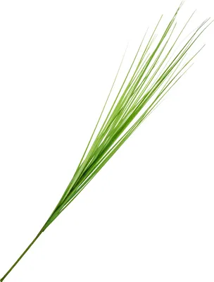 Produktbild von Kunstpflanze Isolepsis, 70 cm lang, 15 cm breit