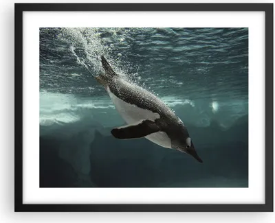 Produktbild von Gerahmtes Poster - Schwarzer Rahmen - Tauchen Pinguin Gletscher - 50x40 cm - Wand Bild - Wanddeko - Wandbilder - Wandposter - Bilderrahmen - Bilder - Kunstdruck - Wandbild - P2BAA50x40-4189