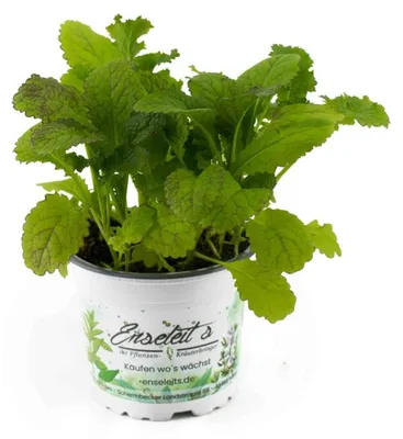 Produktbild von Enseleits  Blattsenf Pflanze, BRASSICA JUNCEA, Aus Nachhaltigem Anbau!
