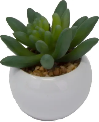 Obrázek produktu pro Sukkulente im Topf 7 cm