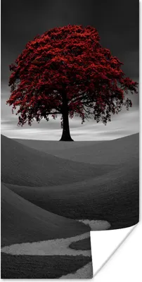 Produktbild von MuchoWow® Poster Schwarz-Weiß-Foto mit einem roten Baum 75x150 cm - Dekoration für die Wände
