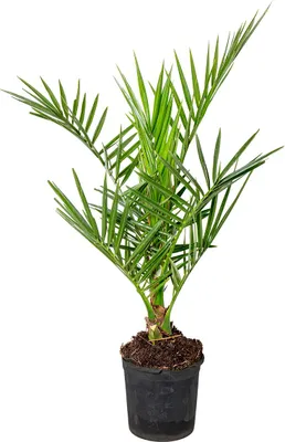 Zdjęcie produktu dla Bloomique - Phoenix Canariensis - Palma daktylowa kanaryjska - Palma mrozoodporna - Rośliny ogrodowe - 50-70 cm wysokości - Doniczka 15 cm