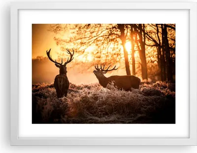 Produktbild von Gerahmtes Poster - Weißer Rahmen - Deer Heidekraut Tier - 40x30 cm - Wand Bild - Wanddeko - Wandbilder - Kunstposter - Wandposter - Bilderrahmen - Bilder - Kunstdruck - Wandbild - P2WAA40x30-3043