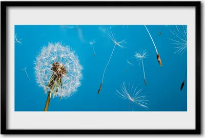 Produktbild von Bild 60x40 MDF-Rahmen Wandkunst Löwenzahn Blumen Natur
