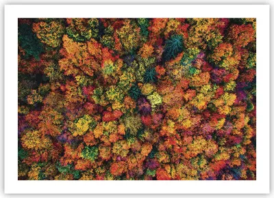 Produktbild von Poster - Poster ohne Rahmen - Herbst Perspektive Vogel - 70x50 cm - Wand Bild - Wanddeko - Wandbilder - Kunstposter - Wandposter - Bilder - Kunstdruck - Wanddekoration - Wandbild - P2XAA70x50-4478