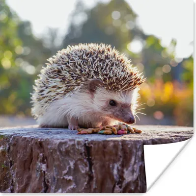 Produktbild von MuchoWow® Poster Igel - Baumstumpf - Sonne 100x100 cm - Babyzimmer