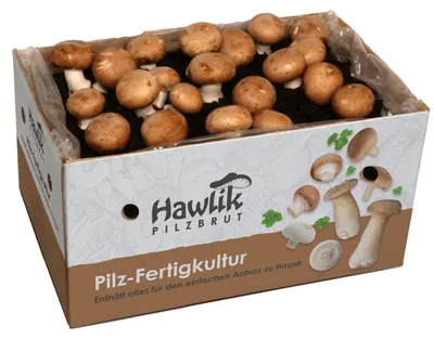 Produktbild von Hawlik Pilzbrut Steinchampignonkultur klein – Pilzzucht Set ca. 3–4 kg, Pilze anbauen, +12 bis +18°C