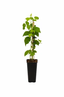 Produktbild von Himbeere „Malling Promise“ 50–70 cm – ertragreiche Gartenhimbeere, süße Sommerhimbeere, Rubus idaeus, robuste Beerenpflanze für Garten & Kübel