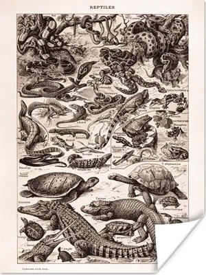 Produktbild von MuchoWow® Poster Reptilien - Tiere - Schwarz - Weiß 60x80 cm - Schlafzimmer Dekoration