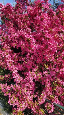 Image de Malus COCCINELLA® 'Courtarou'/ Pommier d'ornement COCCINELLA® 'Courtarou'