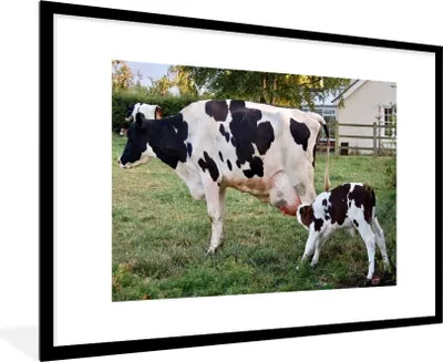 Produktbild von MuchoWow® Gerahmtes Poster Kuh - Kalb - Bauernhof 90x60 cm - Poster mit Schwarzem Bilderrahmen Wandposter Rahmen Foto Bilder - Wanddekoration - Fotos