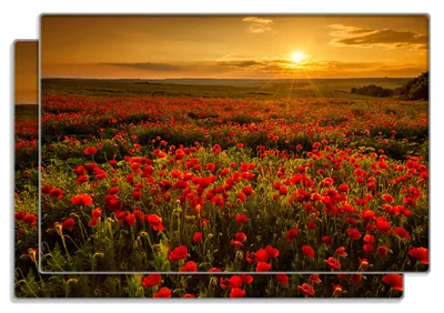 Produktbild von Wallario Frühstücksbrettchen 2er Set aus Glas, je 20 x 30 cm, mit rutschfesten Füßen, Motiv Mohnblumenwiese bei Sonnenuntergang am Abend