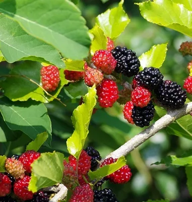 Produktbild von Kompakt wachsende Maulbeere `Mulle´, Morus acidosa, 40-80cm im 3 Liter Topf