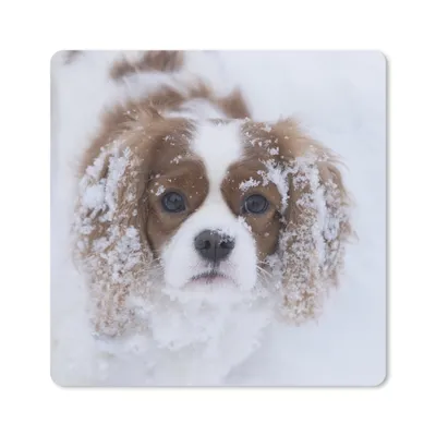 Produktbild von MuchoWow® Mauspad Mousepad Foto eines Cavalier King Charles Spaniels im Schnee 30x30 cm - Mousepads - Maus Mat - Pad - Mausunterlage - Gaming