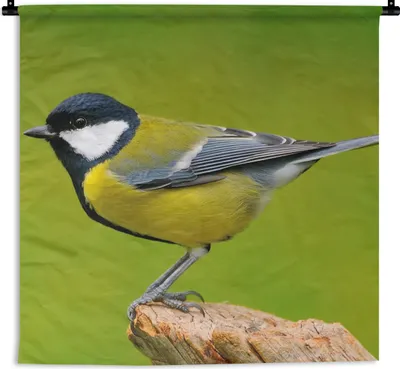Produktbild von MuchoWow® Wandteppich Wandbehang Vogel - Kohlmeise - Tiere - Grün 60x60 cm Tapisserie Dekoration Wandtuch - Dekorationen - Wand Decke