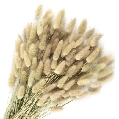 Produktbild von Getrocknete Hasenschwanzblumen Pampasgras 120 Stück Naturfarbe 42cm