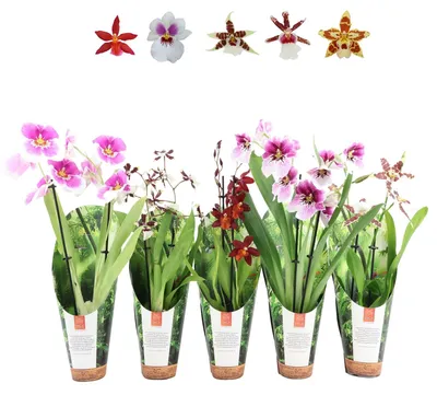 Productafbeelding van JUNAVERA Orchideeën Mix Per Stuk | In 9 cm pot